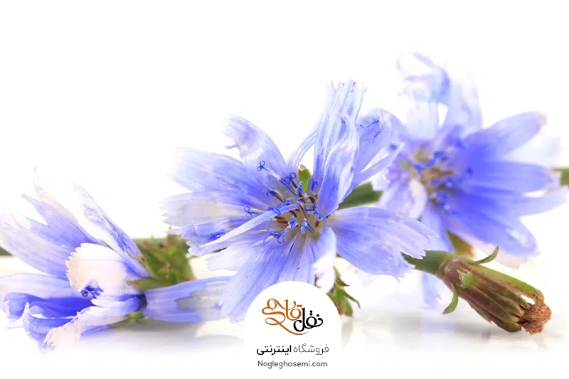 بهترین زمان مصرف عرق کاسنی